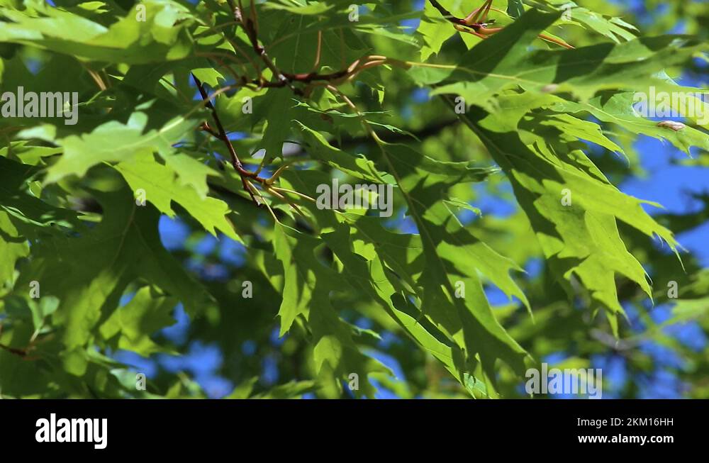 Quercus coccinea scarlet oak leaves Stock Videos & Footage HD and 4K