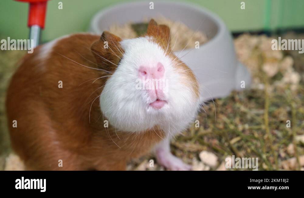 cute redhead with white guinea pig. selling pets in a pet store Stock