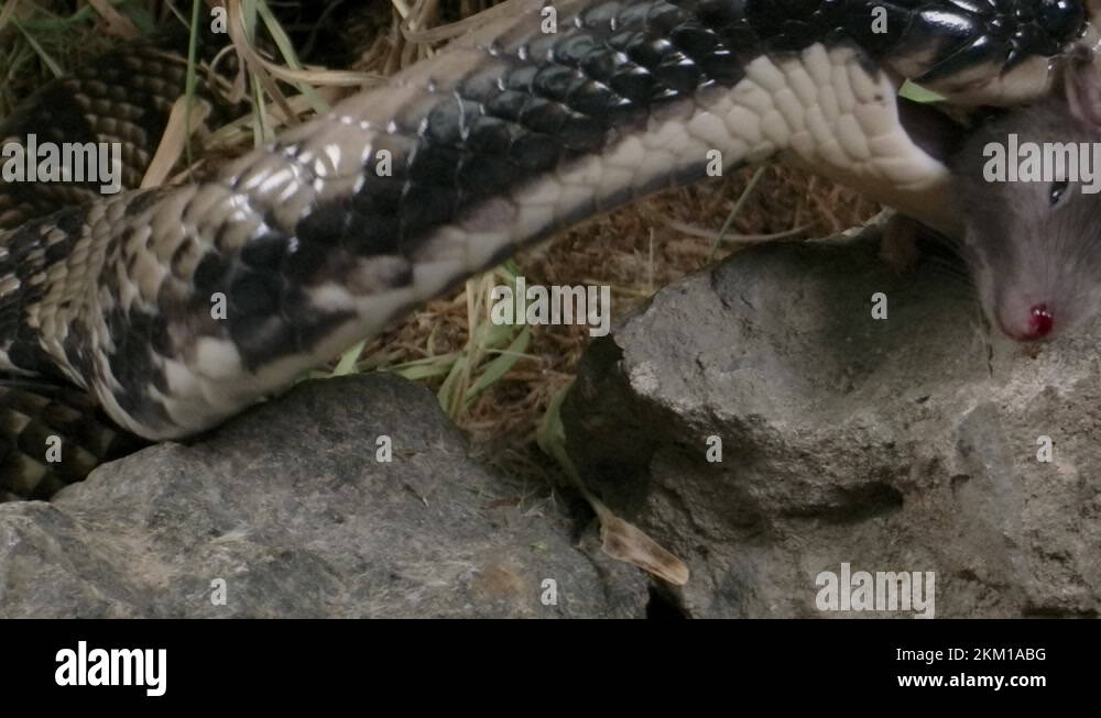 False water cobra eating a mouse side profile Stock Video Footage Alamy
