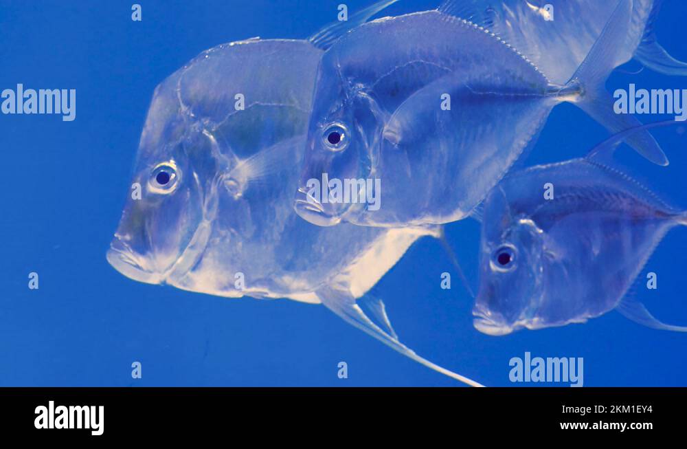 Moonfish Stock Videos & Footage - HD and 4K Video Clips - Alamy