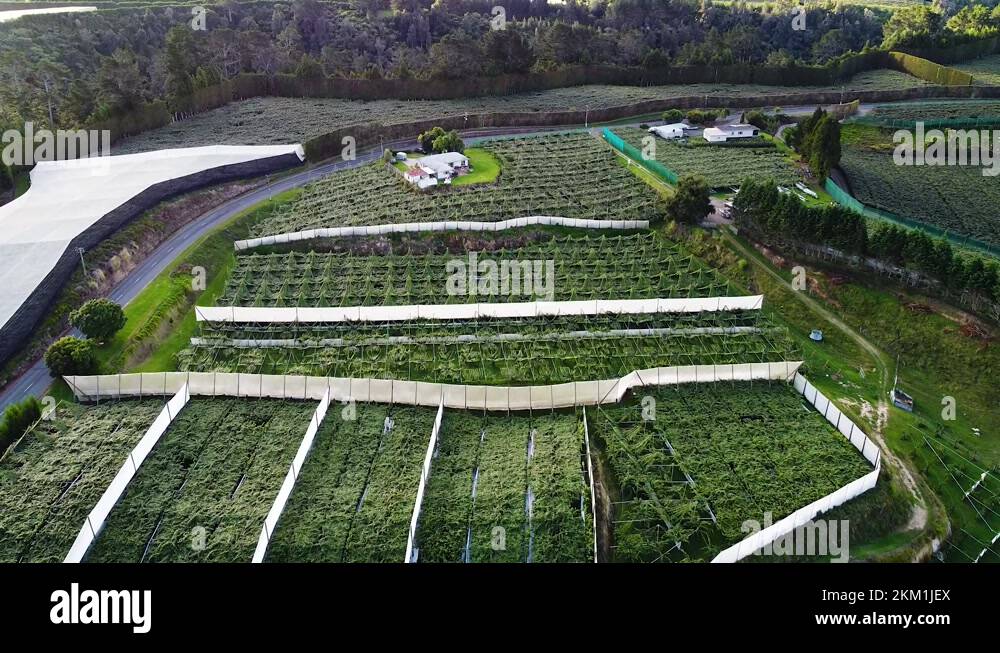 Kiwifruit new zealand Stock Videos & Footage - HD and 4K Video Clips ...