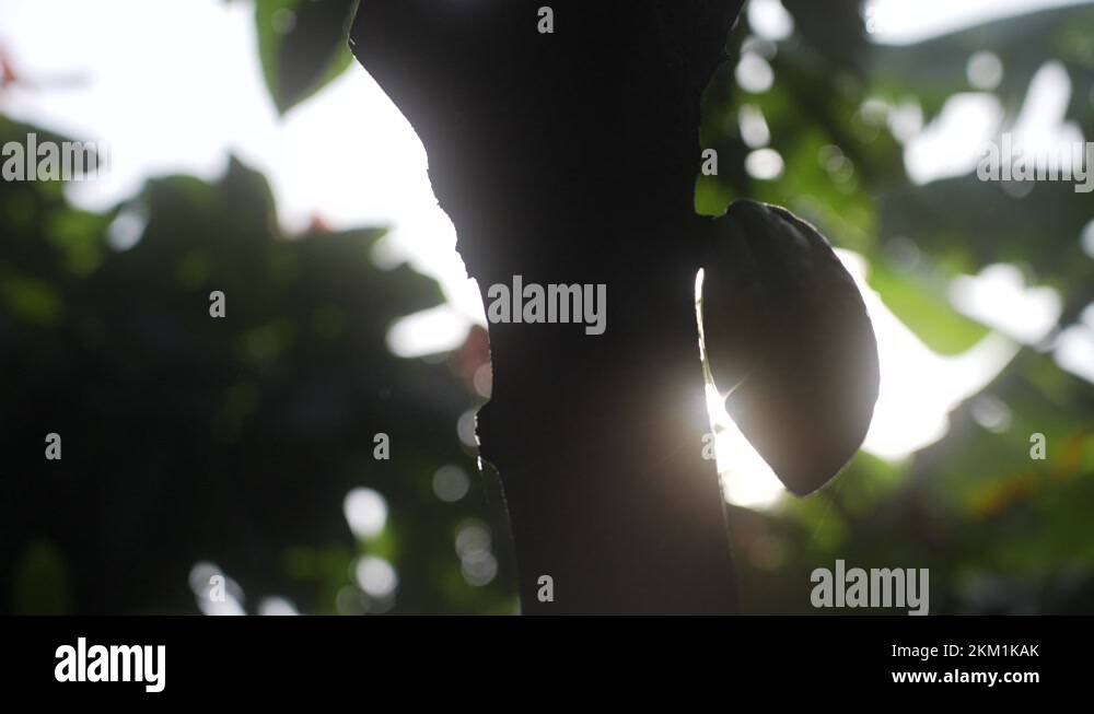 Cocoa farm Stock Videos & Footage HD and 4K Video Clips Alamy