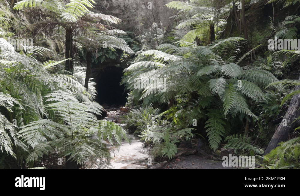 pan of the entrance to the glow worm tunnel near lithgow Stock Video Footage Alamy