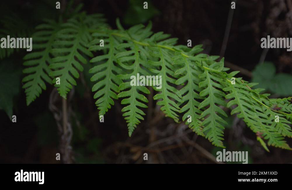 Evergreen wood fern Stock Videos & Footage HD and 4K Video Clips Alamy