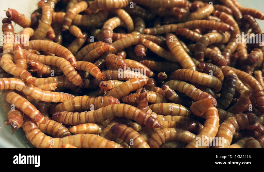 Live mealworms Stock Videos & Footage HD and 4K Video Clips Alamy