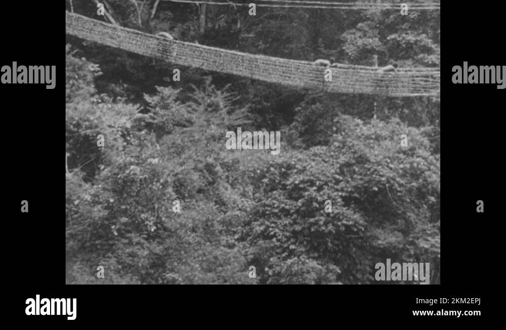 1940s People build rope bridge over river with crocodiles. People