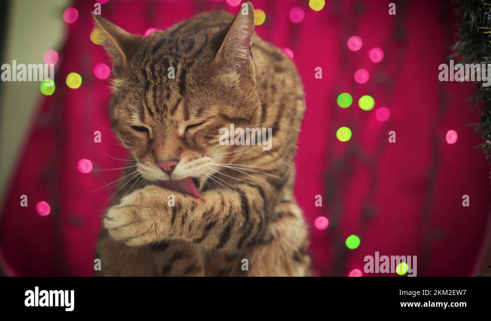 Bengal cat sitting by the Christmas tree licking his paw grooming himself Stock Video Footage
