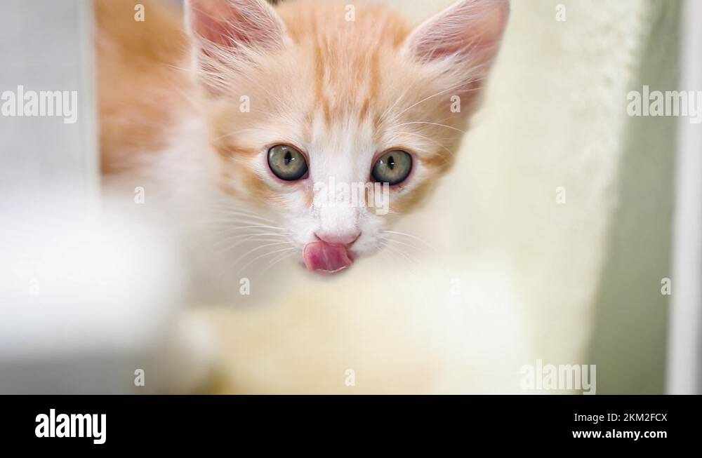 Kitten nose Stock Videos & Footage HD and 4K Video Clips Alamy