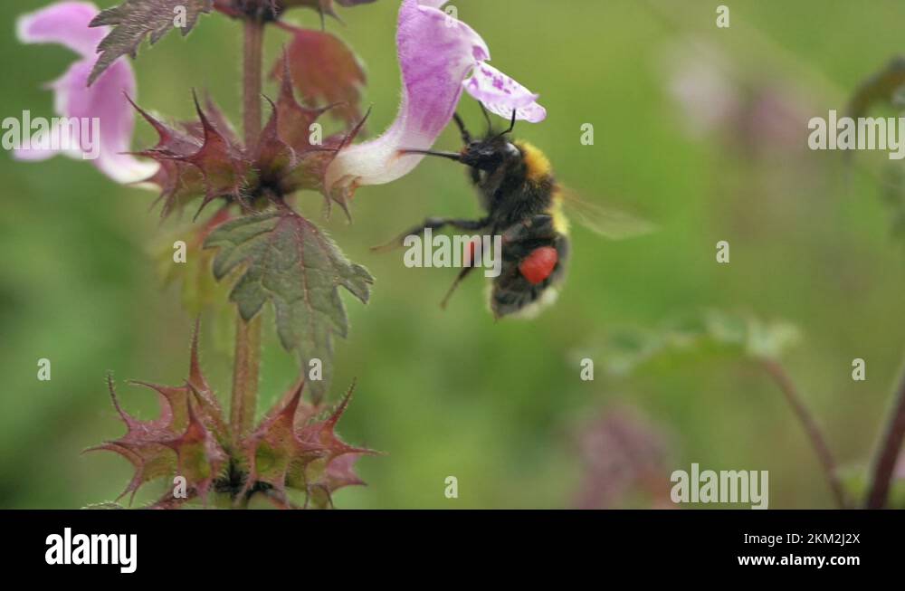 Pollenbasquet Stock Videos & Footage HD and 4K Video Clips Alamy