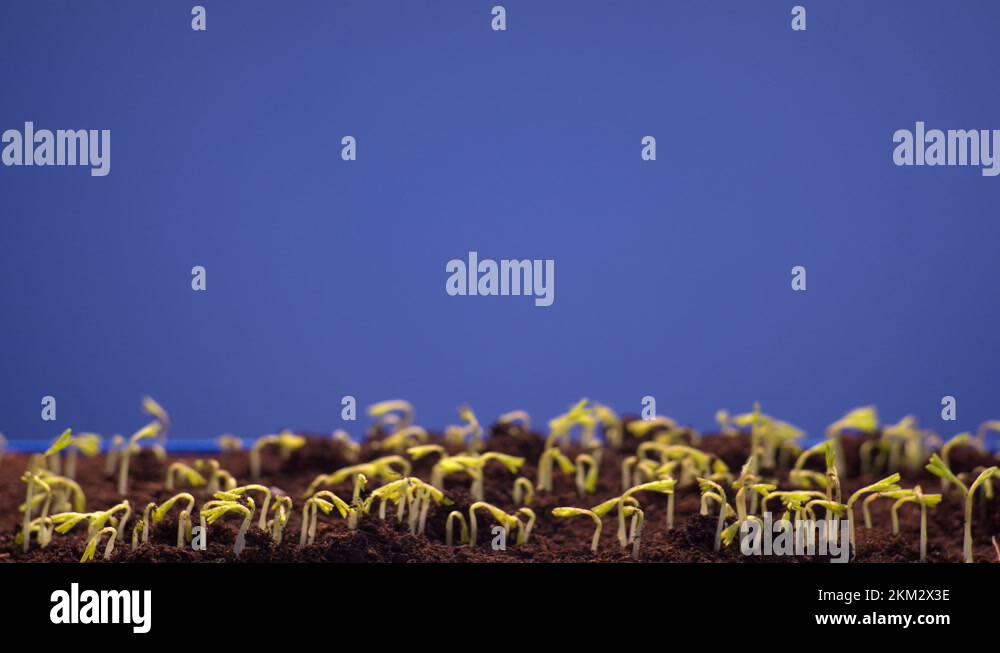 Cereal root germinate agriculture Stock Videos & Footage HD and 4K