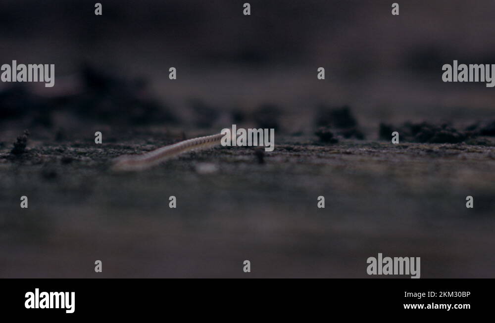 Infestation Stock Videos & Footage - HD and 4K Video Clips - Alamy