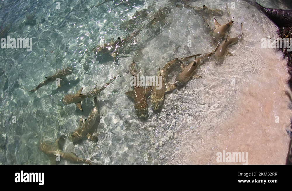 Shark attack of blacktip reef shark Stock Videos & Footage - HD and 4K