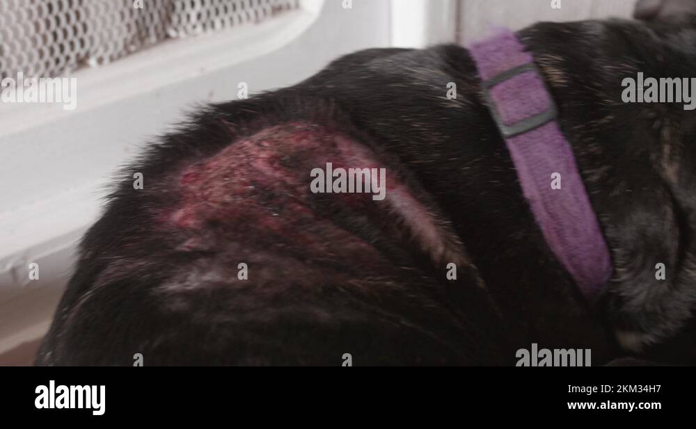 Close up of wounds or injuries on a sad black dog's back. Illness due