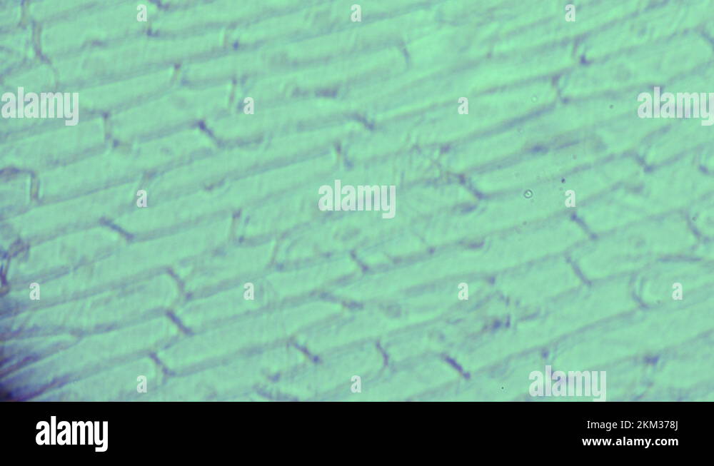 Microscopic examination of a genetically modified plant. View under a ...