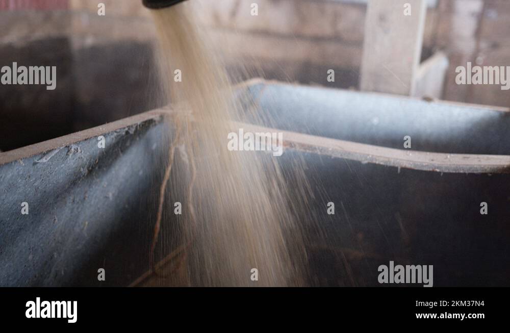 Livestock feed pouring out of tube, Closeup Detail Shot Stock Video Footage Alamy
