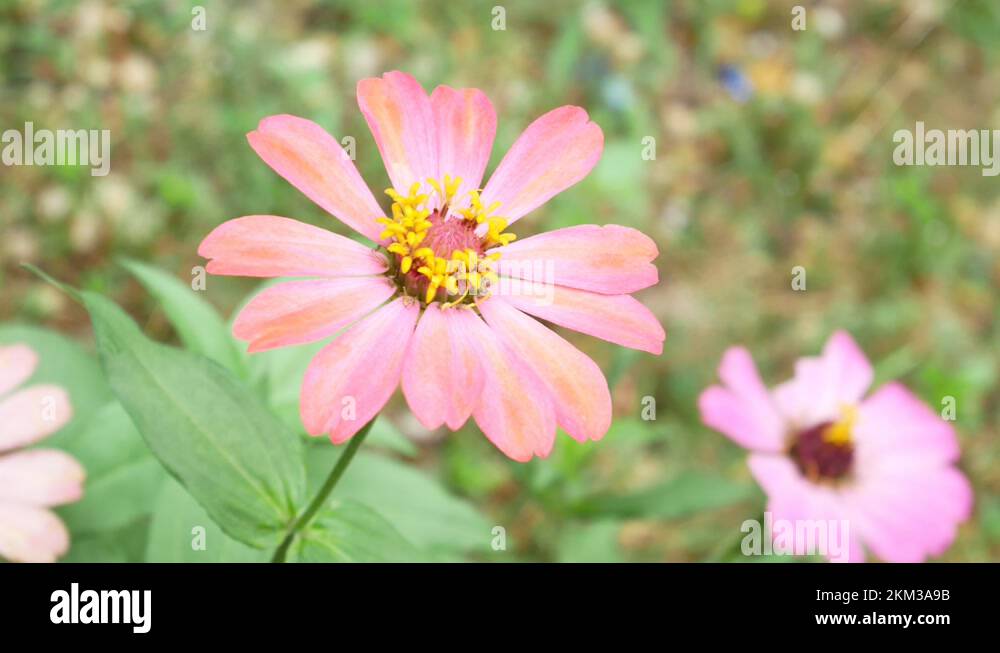 Wilt Stock Videos & Footage HD and 4K Video Clips Alamy