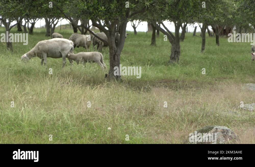 Head butting sheep Stock Videos & Footage HD and 4K Video Clips Alamy