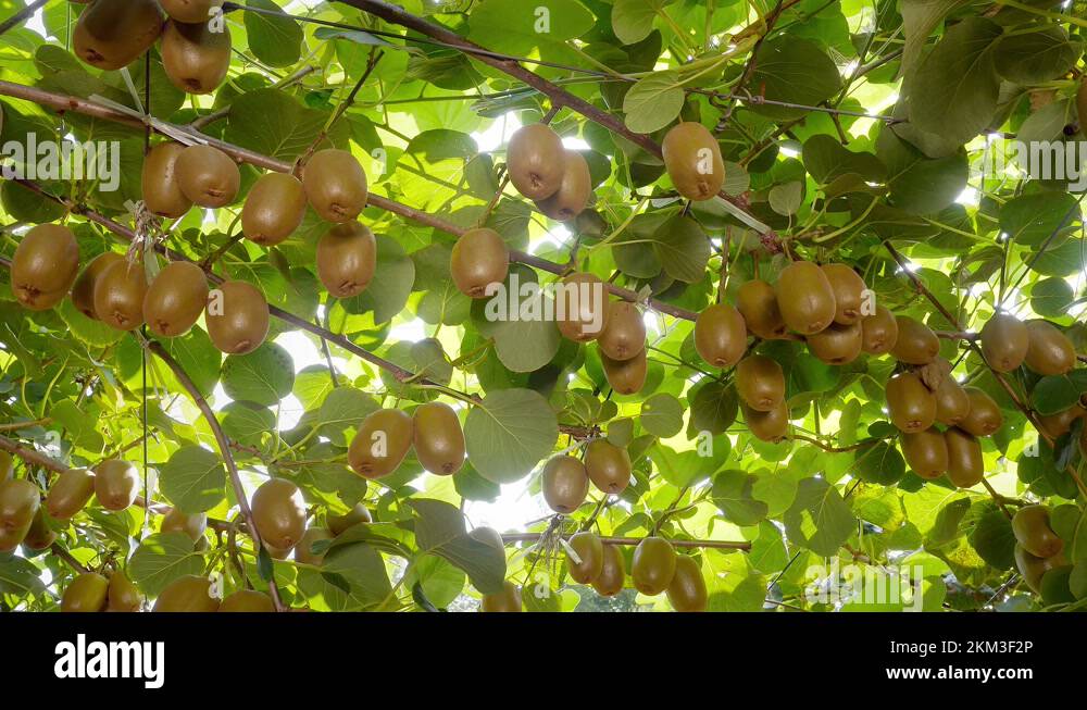 Kiwi harvest Stock Videos & Footage HD and 4K Video Clips Alamy