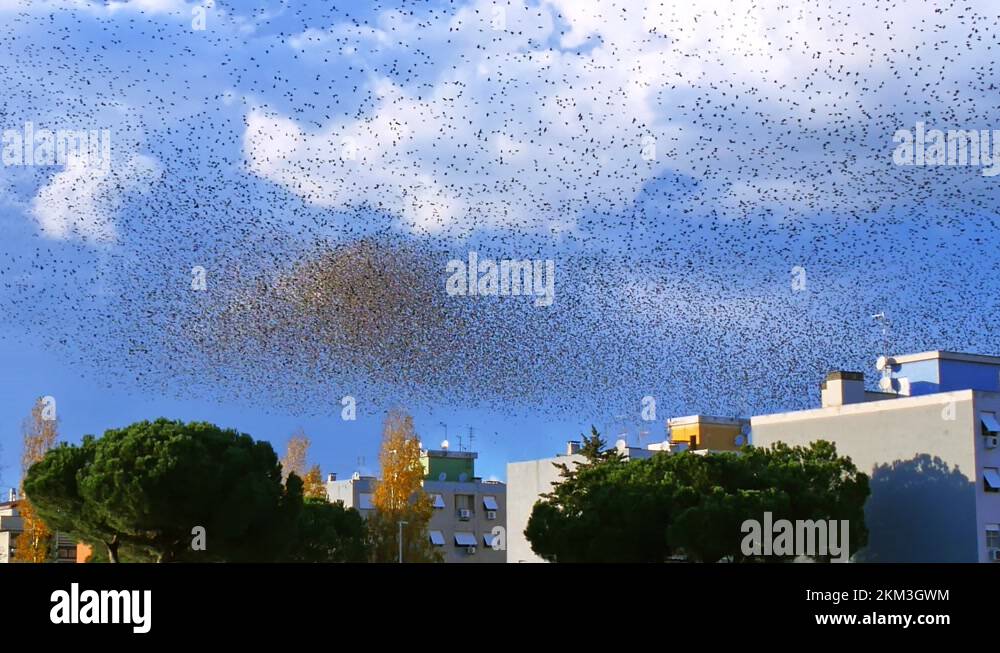 Starlingsroosting Stock Videos & Footage HD and 4K Video Clips Alamy