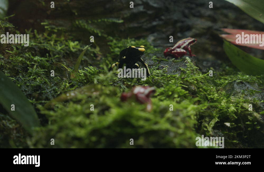 bumblebee-poison-frogs-stock-videos-footage-hd-and-4k-video-clips
