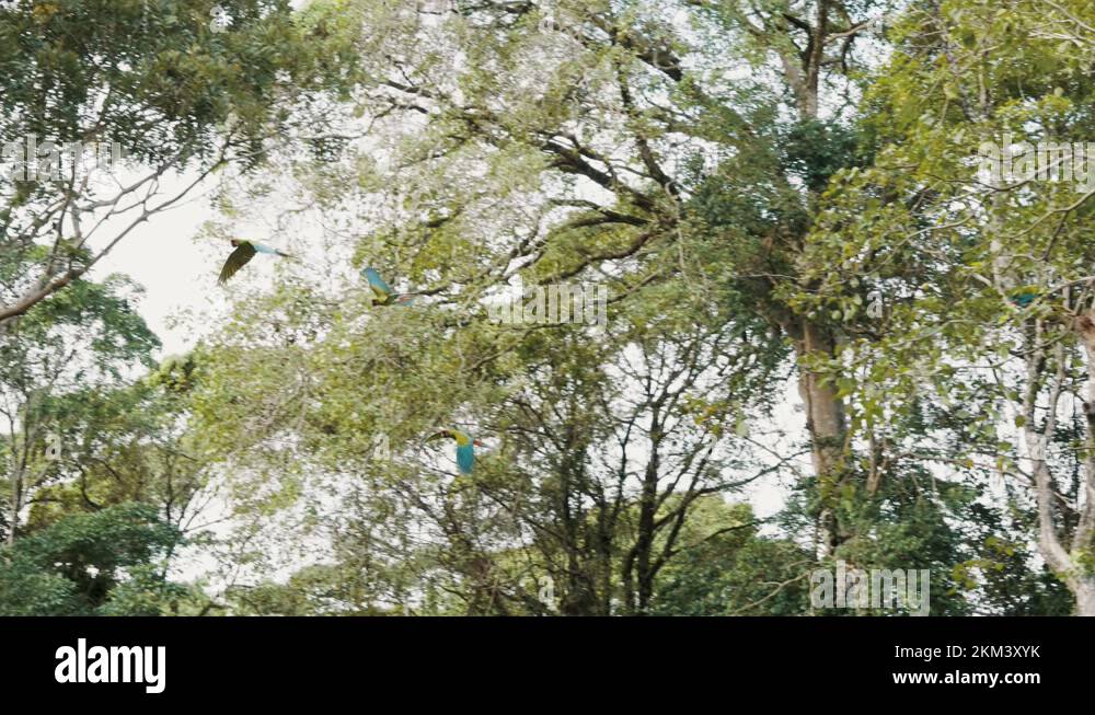 Picture of Great Green Macaw Birds Flying In Their Natural Habitat Inside A Bird ...