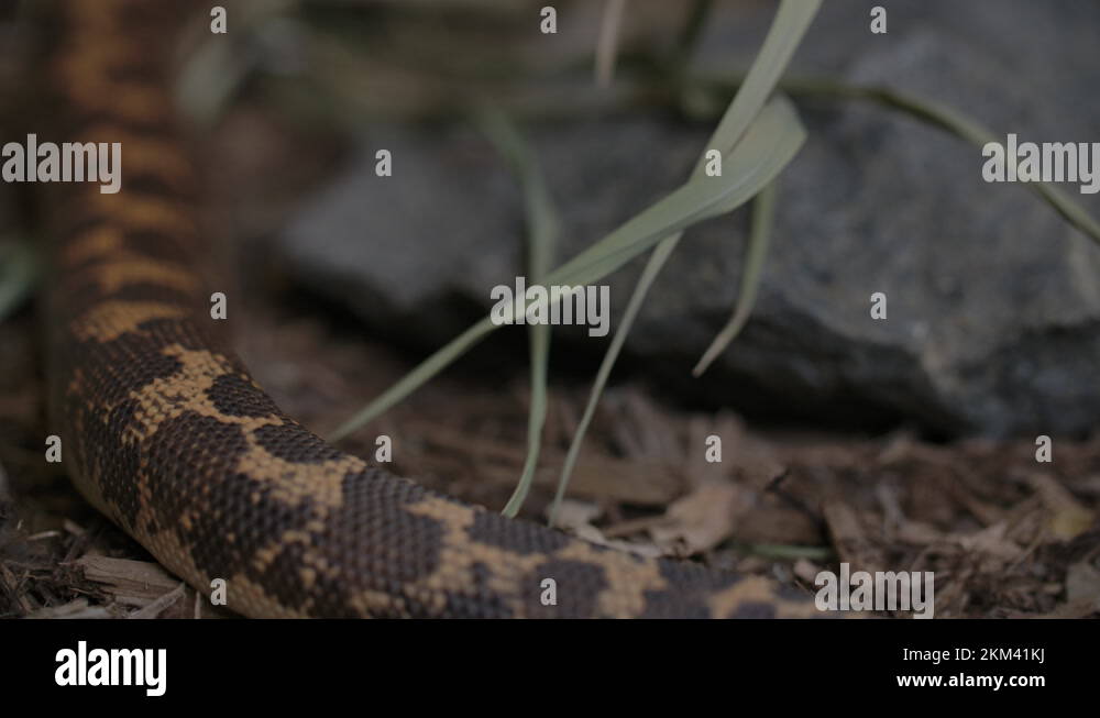 The tail of a Kenyan Sand Boa Stock Video Footage Alamy