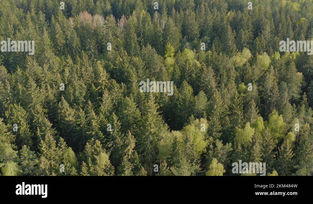 Deciduous conifers coniferous trees Stock Videos & Footage HD and 4K