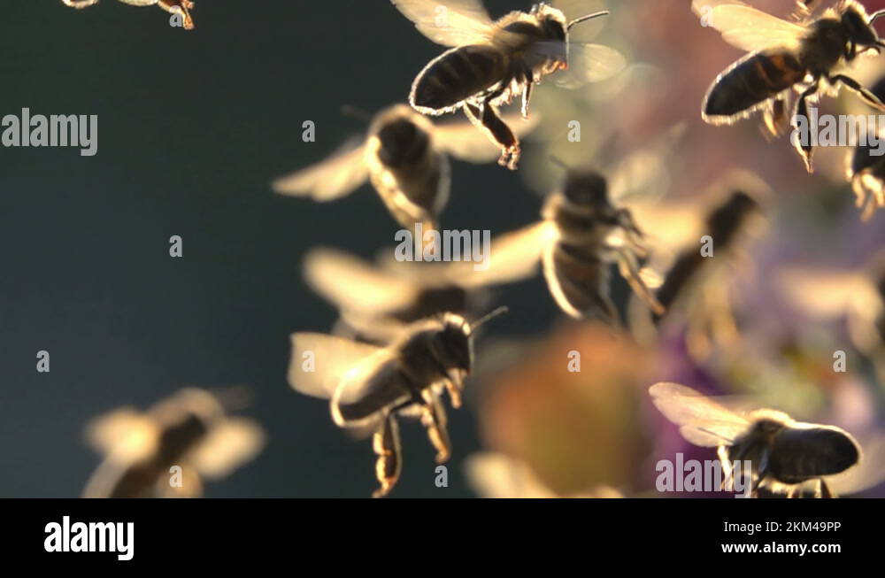 Bees Honeybees Stock Videos Footage Hd And 4k Video Clips Alamy