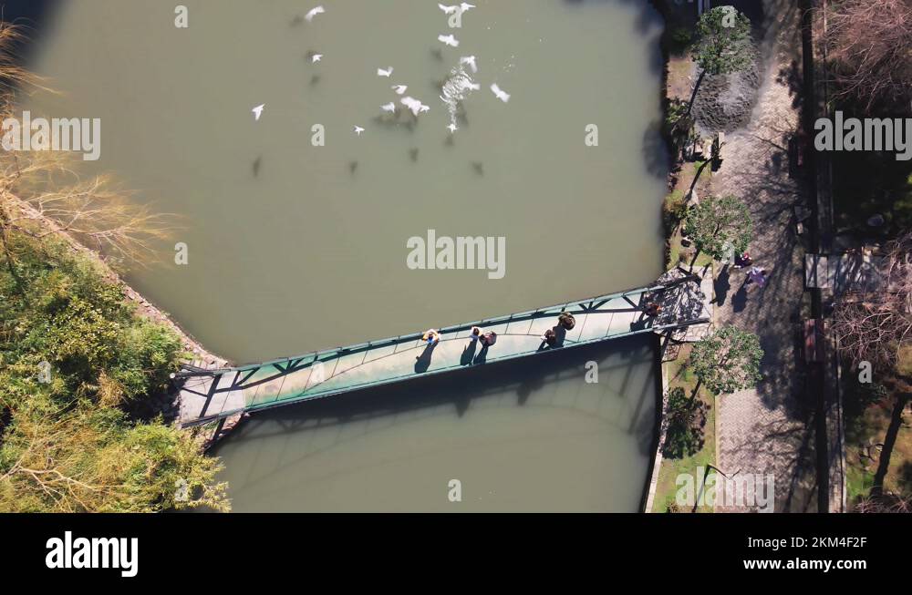 girl throwing bread to seagulls while standing on a bridge over the