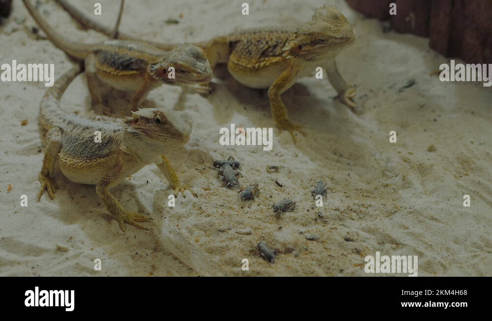 Small lizards eating crickets on sand in terrarium close up, slow