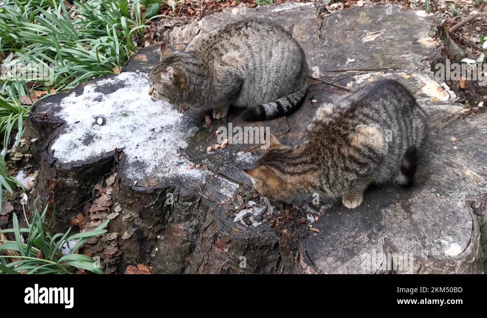 Stray grey tabby cats eat on a tree stump in a park Stock Video Footage
