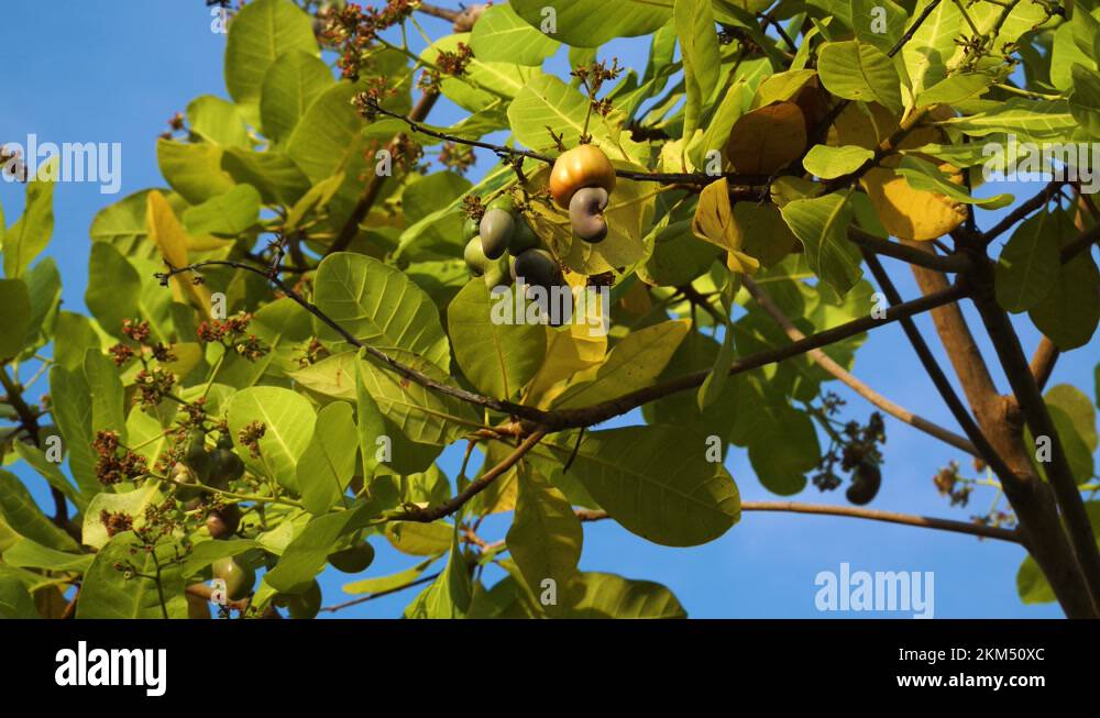 Cashew tree Stock Videos & Footage - HD and 4K Video Clips - Alamy