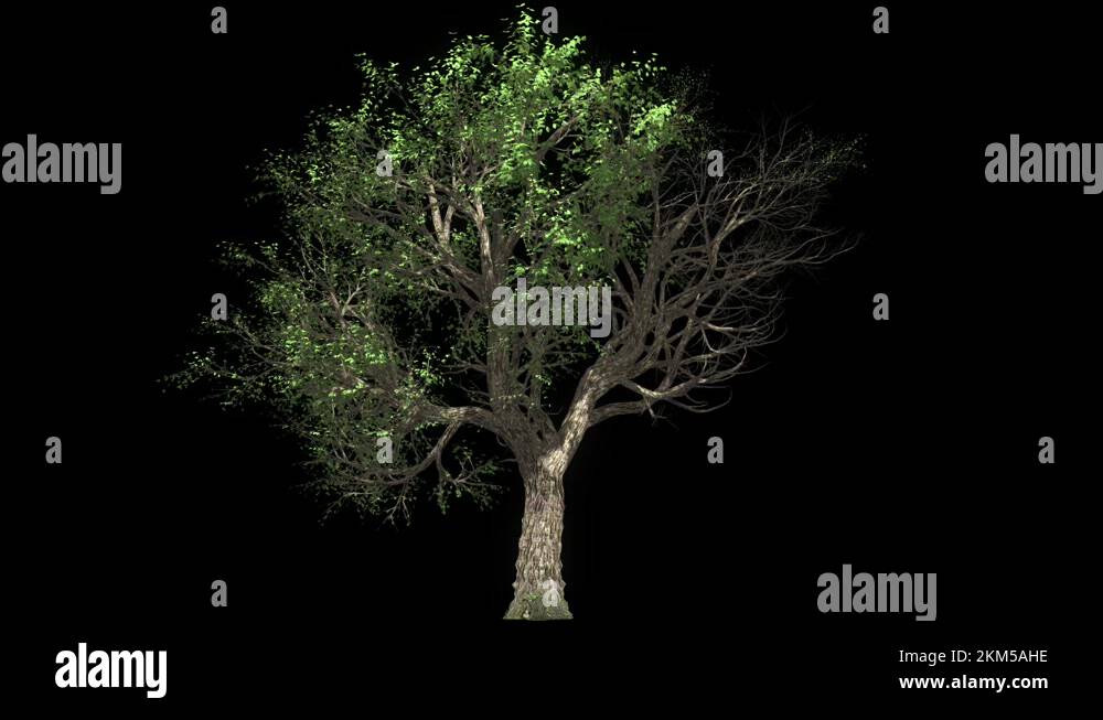 Birth of a tree Stock Videos & Footage - HD and 4K Video Clips - Alamy