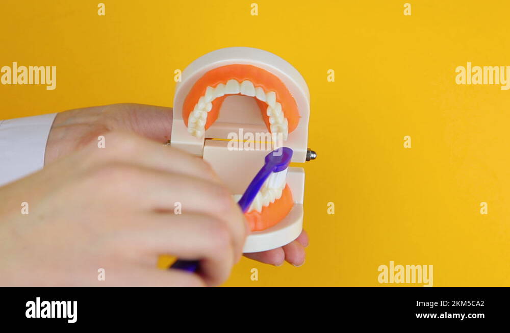 dentist shows how to properly brush teeth on the orthodontic model of