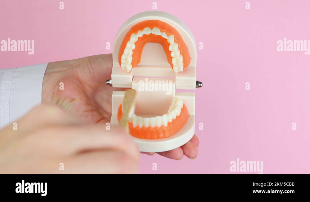 dentist shows how to properly brush teeth on the orthodontic model of