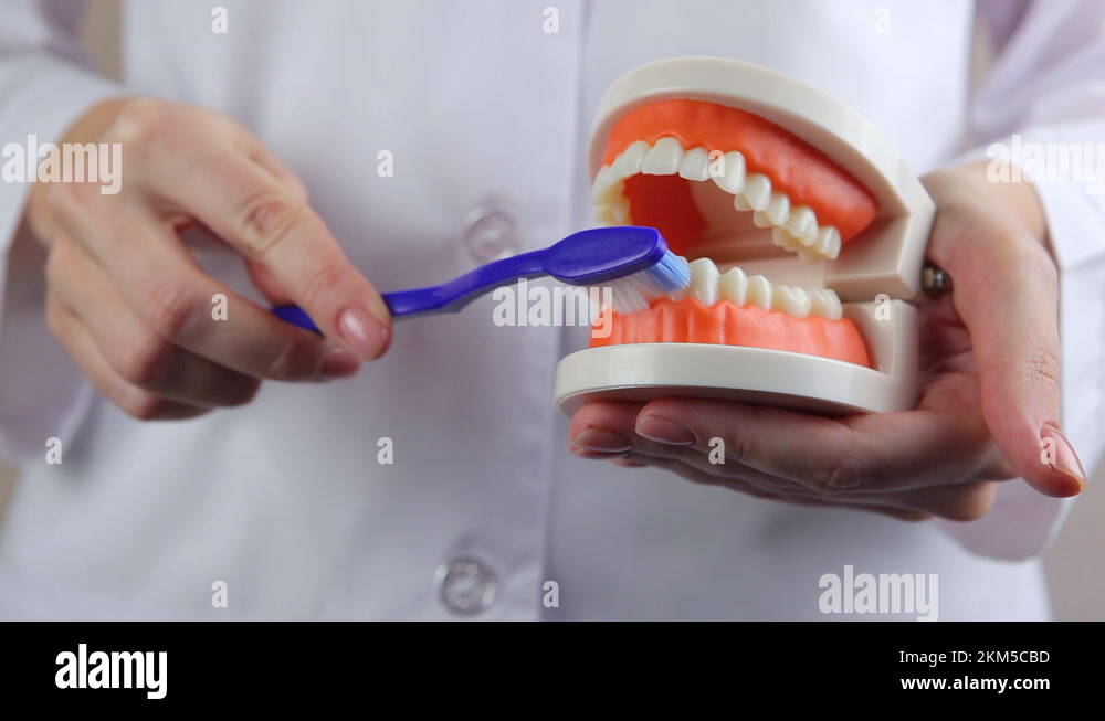 dentist shows how to properly brush teeth on the orthodontic model of