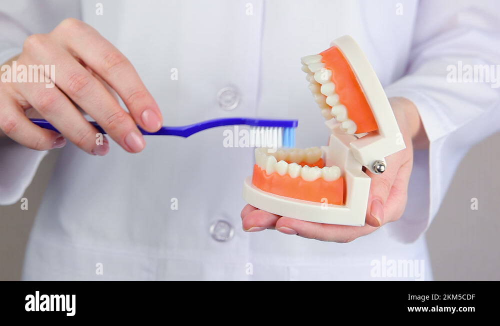 dentist shows how to properly brush teeth on the orthodontic model of
