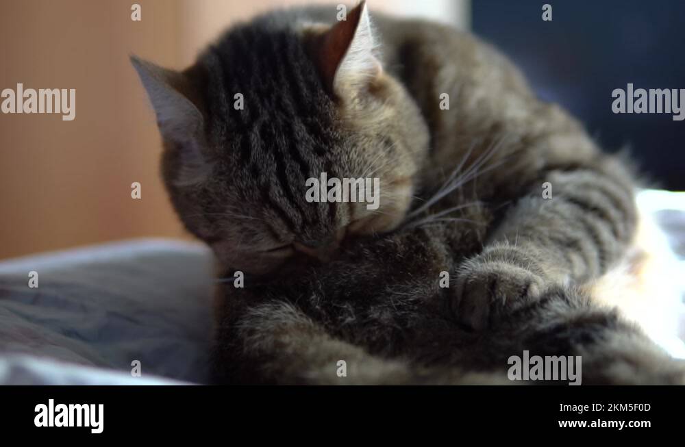 The cat licks while sitting on the bed. A cat of British breed licks