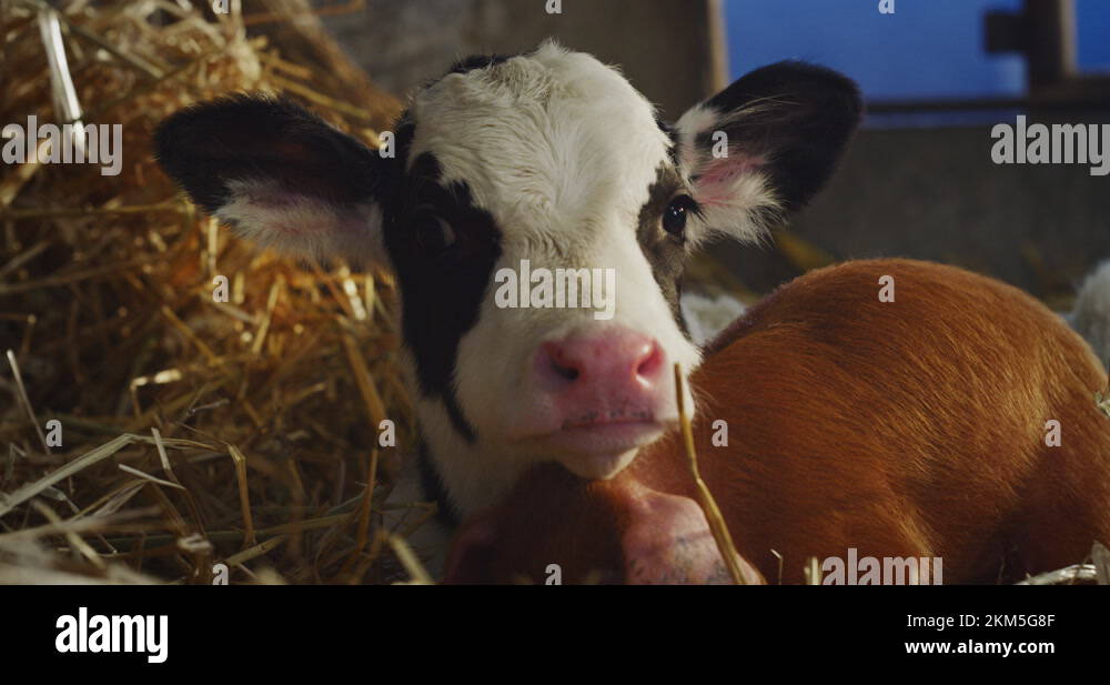 Bovine breeding Stock Videos & Footage HD and 4K Video Clips Alamy