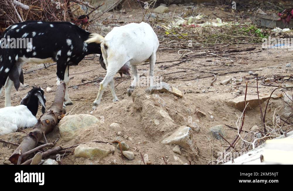 Young goats practice dominance by locking horns Right to left