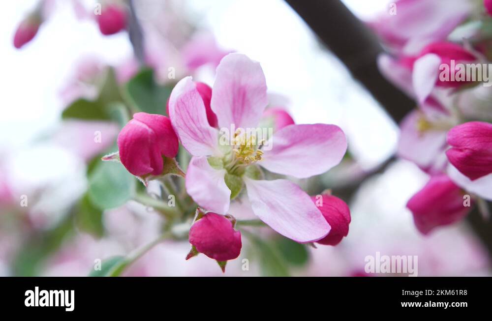 Braeburn apple blossom in May in kent England on a slightly windy day