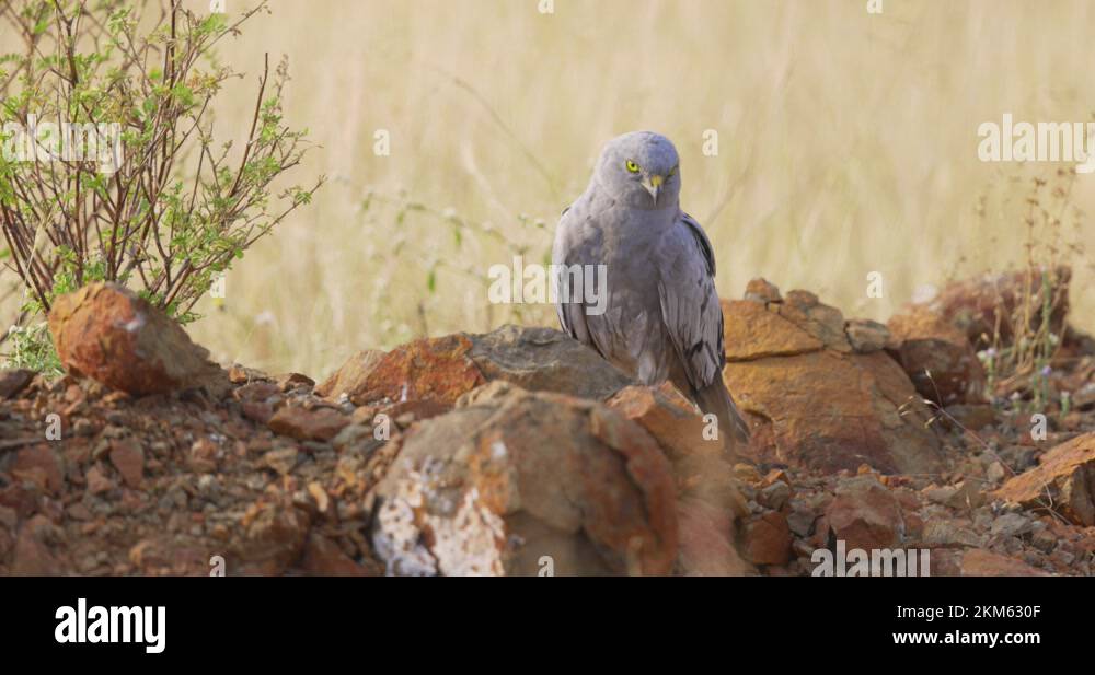 Bird tilting head Stock Videos & Footage HD and 4K Video Clips Alamy