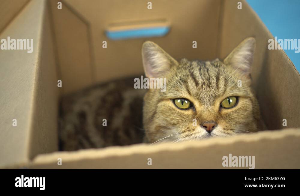 Pet in cardboard box Stock Videos & Footage HD and 4K Video Clips Alamy