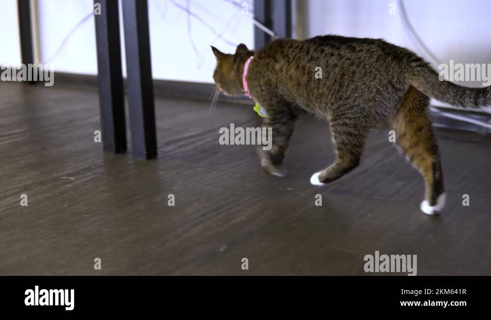 The tabby cat goes under the tables. The camera watches the cat walking