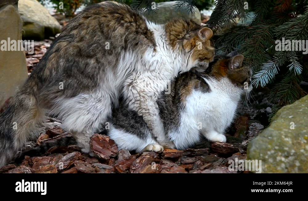 Cat mating not bird not seal Stock Videos & Footage HD and 4K Video