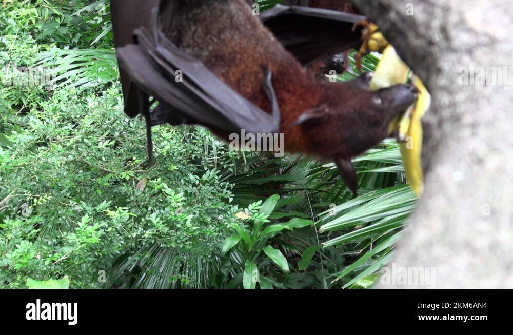 Flying fox, fruit bat, eating fruit hanging upside down from the top of