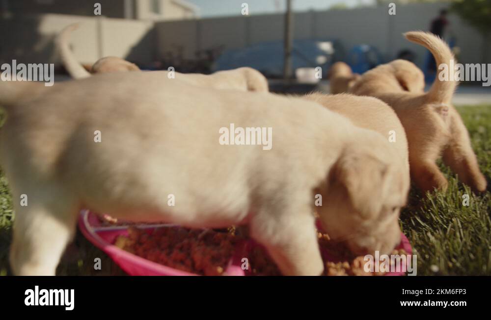 Circling a litter of golden lab puppies as they eat their food and walk ...