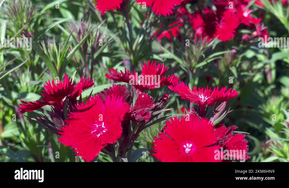 Bloom petals delicate Stock Videos & Footage HD and 4K Video Clips