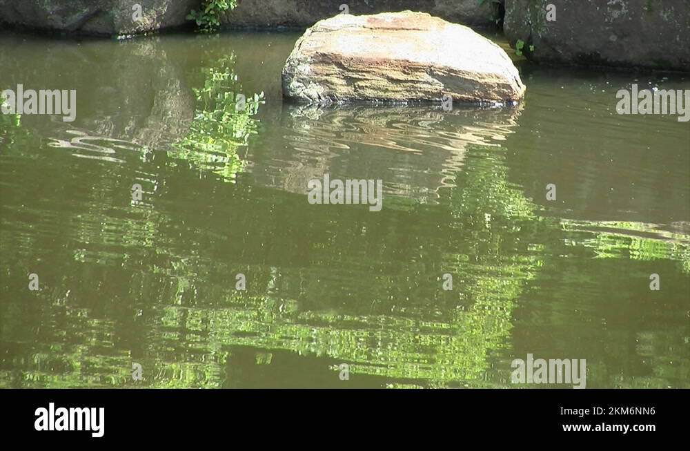 Decorative rock and water ripples on a koi pond surface Stock Video
