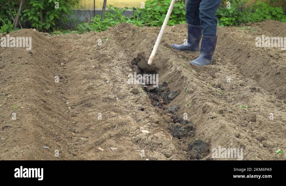 Farmer Spreading Fertilizer On Plot Planted With Paper Mulberry Tree
